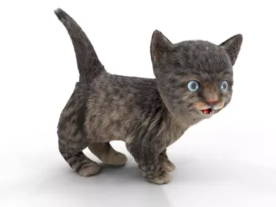 Fur Cute Cat kitten Dark Gray Animated Low-poly 3D model