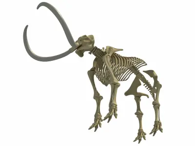 Mammoth and Elephant Skeletons 3D model