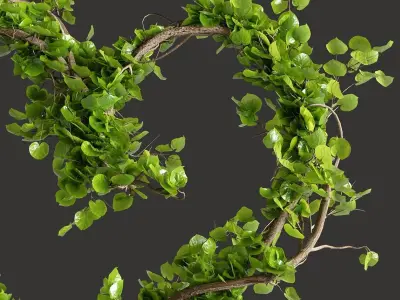 Ivy Heartshape Plant 3D model