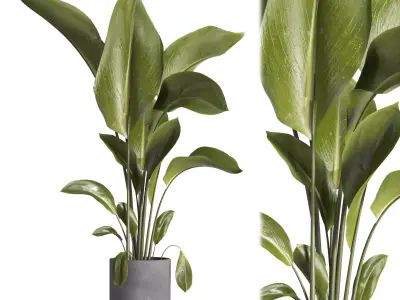 indoor plant 028 3D model