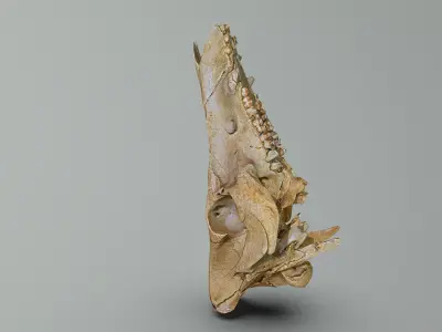 Wild Boar skull Low-poly 3D model