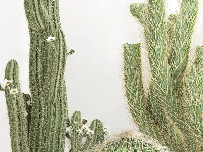 cactus vase Low-poly 3D model
