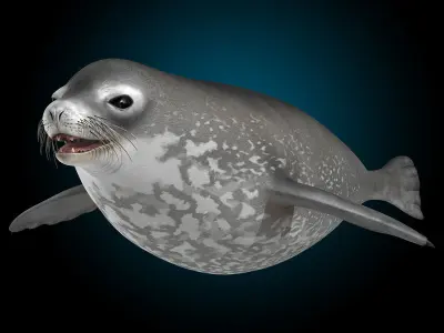 Weddell Seal 3D model