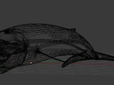 Whale shark 3D model 2