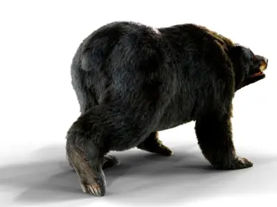 Fur Black Bear animated Low-poly 3D model