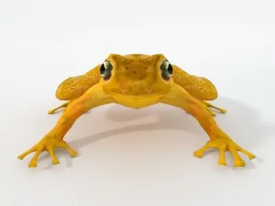 Golden Frog Low-poly 3D model
