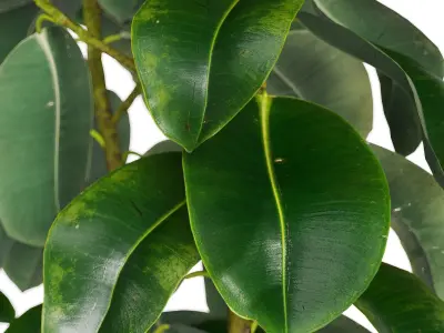 Ficus Elastica Set 3D model