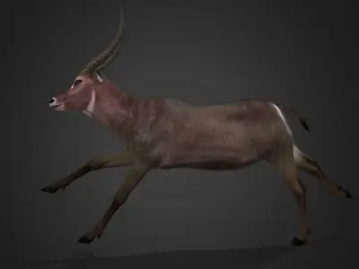 Waterbuck Antelope Realistic Animated 3D model