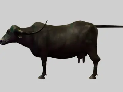 buffalo cow fur 3d model 3D model