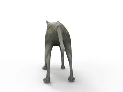 3d White Wolf rigged and animated  Low-poly 3D model