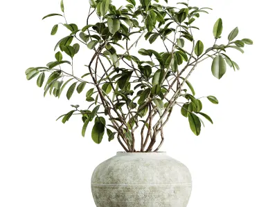 AV HousePlants Japandi Minimalism Ficus Dracaena Marginata11 3D model