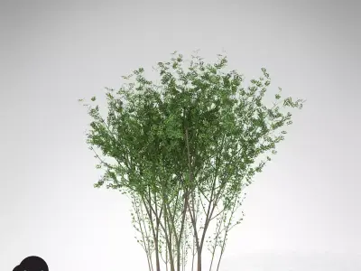 XfrogPlants European Spindle Tree 3D model