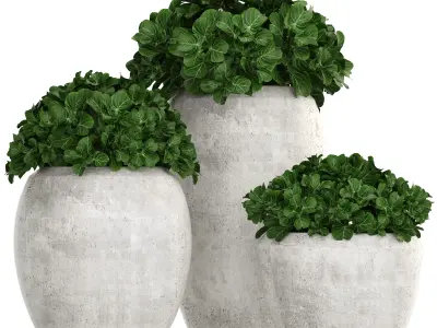 Collection of plants in pots 3D model