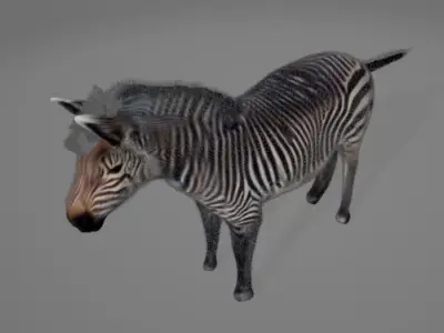 Zebra 3D model