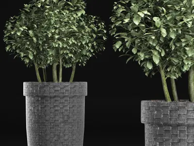 Plants Collection 170 Sageretia Theezans 3D model