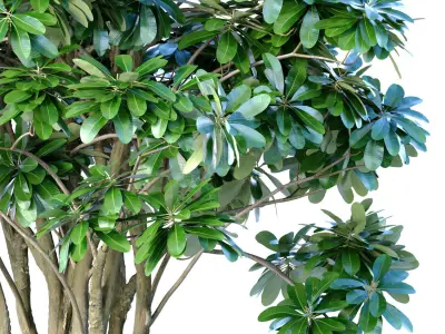 Decorative garden Money tree in a modern potted flowerpot 3D model