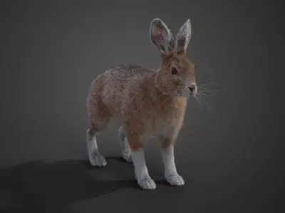 Snowshoe Rabbit Animated VFX Grace 3D model