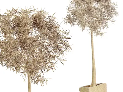 AV HousePlants Japandi Minimalism Ficus Dracaena Marginata18 3D model