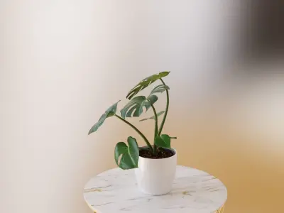 Exotic monstera plant in white pot 3D model