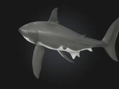 Great White Majesty  Apex Power Beneath the Waves 3D model