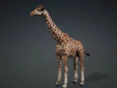 Giraffe Rigged Animated 6 3D model