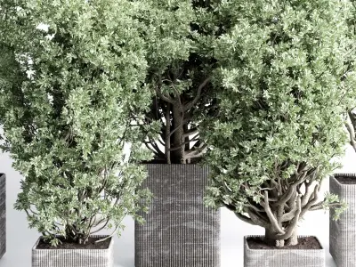 indoor plant set 431 pot plant old tree concrete dirt vase  Low-poly 3D model