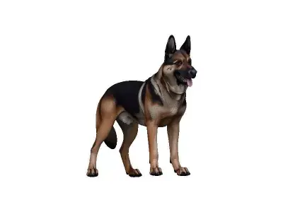 Germanshep Low-poly 3D model
