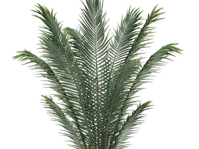 Decorative palm in a white flowerpot for interior design 531 3D model