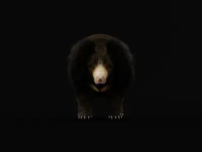 Sloth Bear Low-poly 3D model