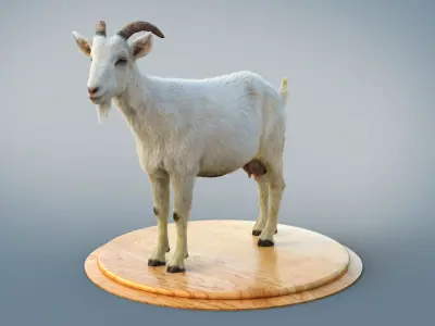 White Goat static Xgen Core 3D model