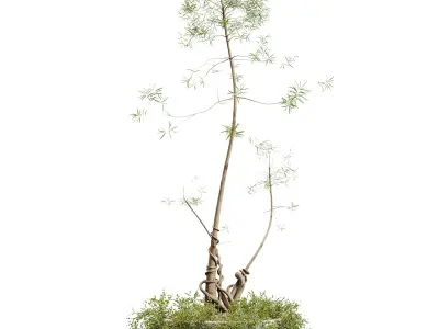 AV HousePlants Japandi Minimalism Ficus Dracaena Marginata20 3D model