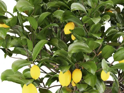 Lemon Tree Collection 3D model