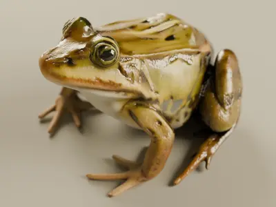 Realistic Frog 3D Model Game-Ready  PBR Textured Low-poly 3D model