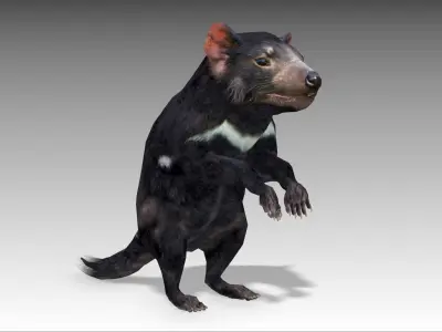 Tasmanian Devil Low-poly 3D model