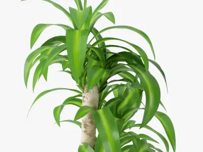 Dracaena Massangeana Potted Plant 3D model