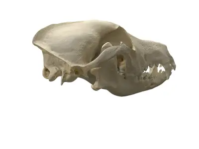 Skull - Dog Low-poly 3D model