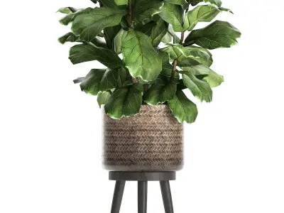 Ficus lyrata tree in rattan basket for the interior 859 3D model