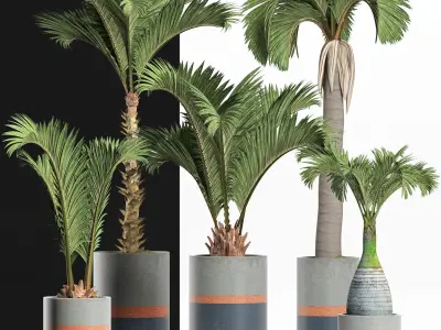 Plants Collection 196 Palms 3D model