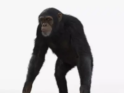 Chimpanzee Rigged VFX Grace 3D model