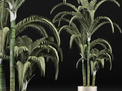 Plants Collection 136 Big Palm 3D model