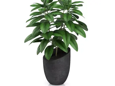 Plant in Black Pot 3D model