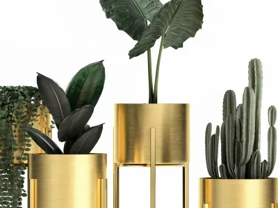 Houseplants in a gold pot for the interior 907 3D model