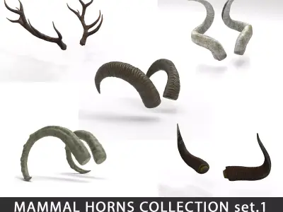 mammal horns  3D Model Collection