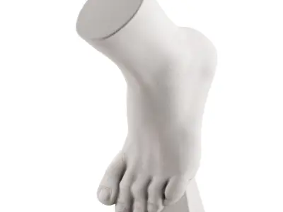 Ecorche plaster training manual foot vertical 3D model