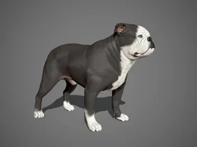 English Bulldog Real-Time Low-poly 3D model