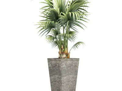 Plants Collection 190 Sabal Minor 3D model
