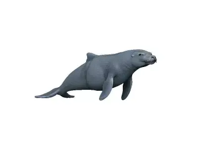Sea Lion Low-poly 3D model