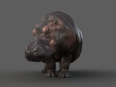 Hippopotamus RIG xgen 3D model