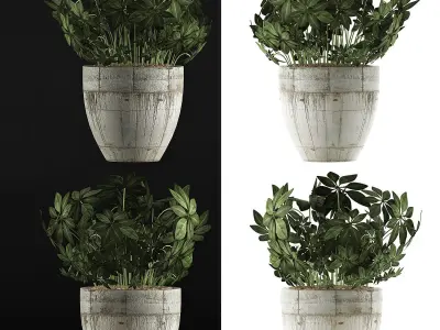 Plants Collection 61 3D model