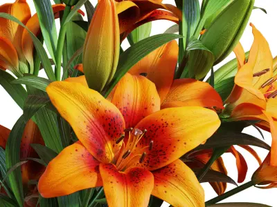 Flower Set 13 - Orange Lilies Bouquet 3D model